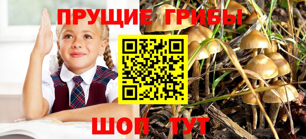 Галлюциногенные грибы Cubensis Майкоп